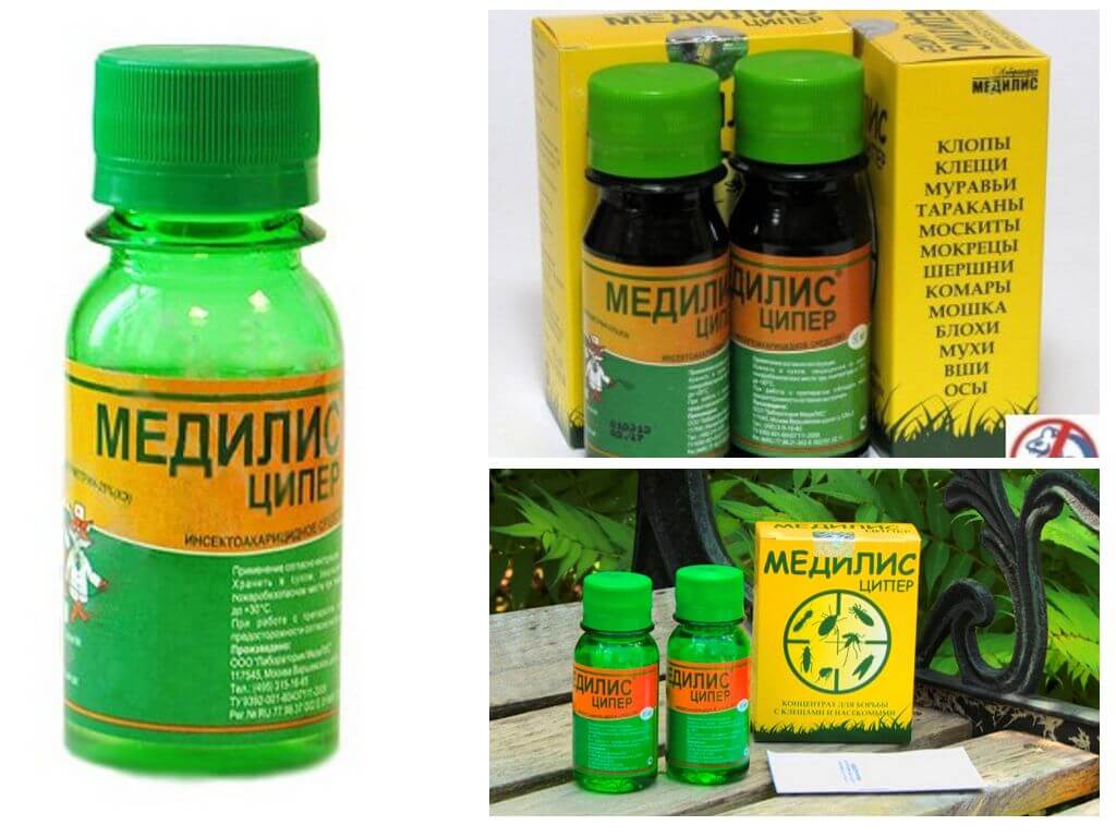 Medilis Tsiper-1