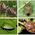 Insectes de jardin