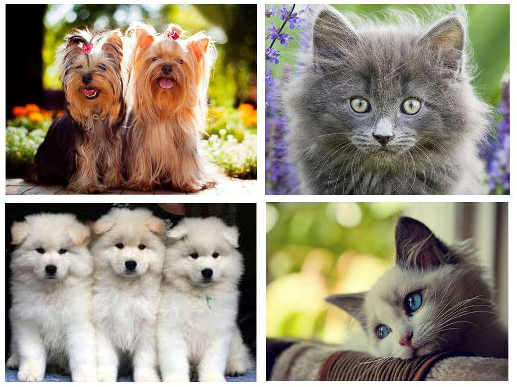 Les chiens et les chats