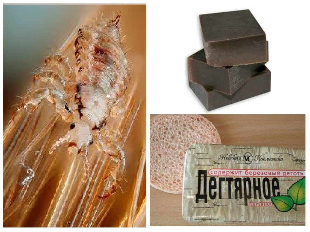 Savon au goudron pour les poux