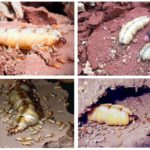 Reine des termites