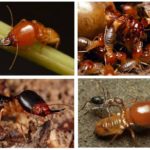 Les termites