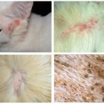 Yeux de chat mordants