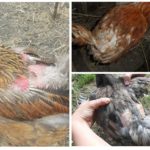 Poux de poulet