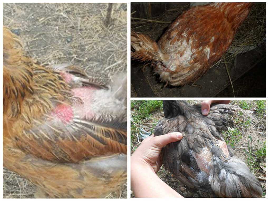 Poux de poulet