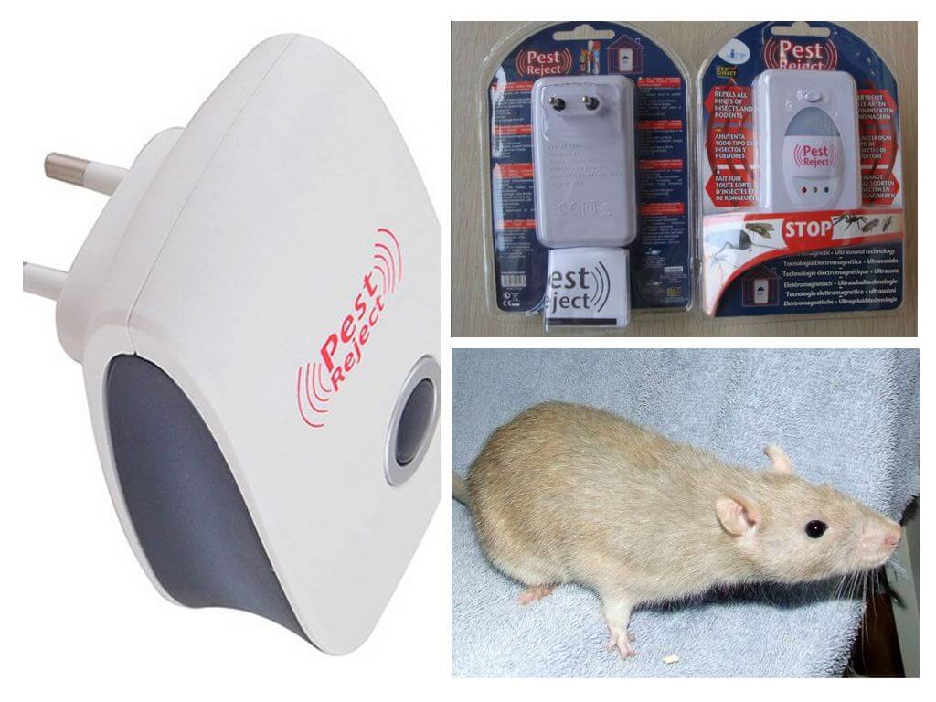 Répulsif rongeur et insecte