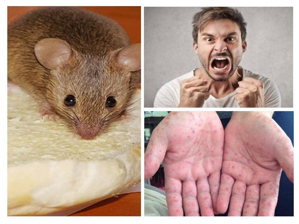 Maladies des rongeurs