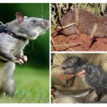 Gros rats