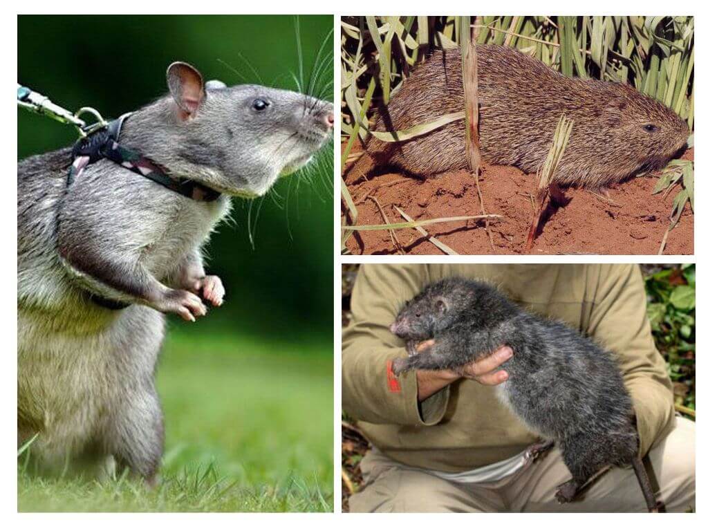 Gros rats
