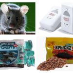 Souris de combat