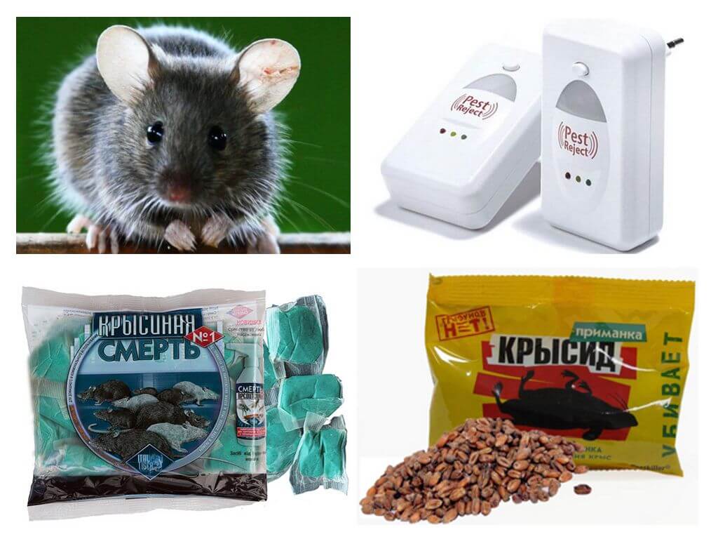 Souris de combat