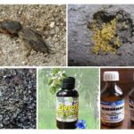 Mesures de lutte contre le chou
