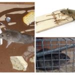 Rats de combat