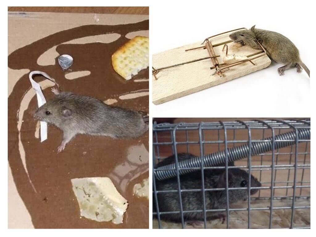 Rats de combat