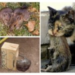 Lutte contre les rats de terre