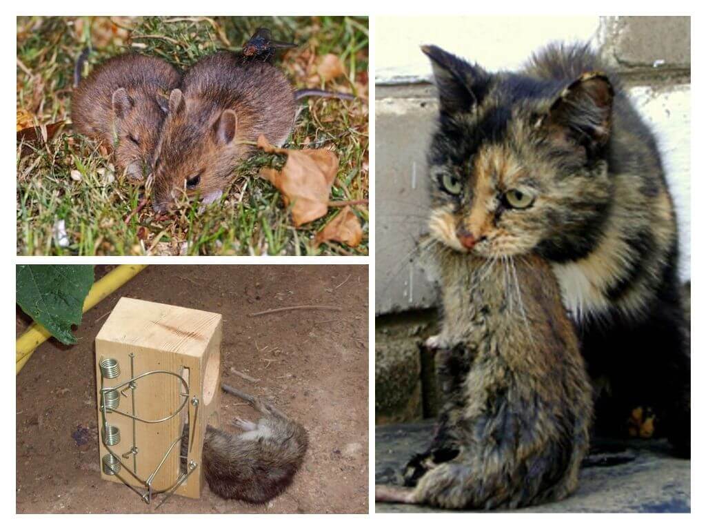Lutte contre les rats de terre