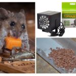 Souris de combat