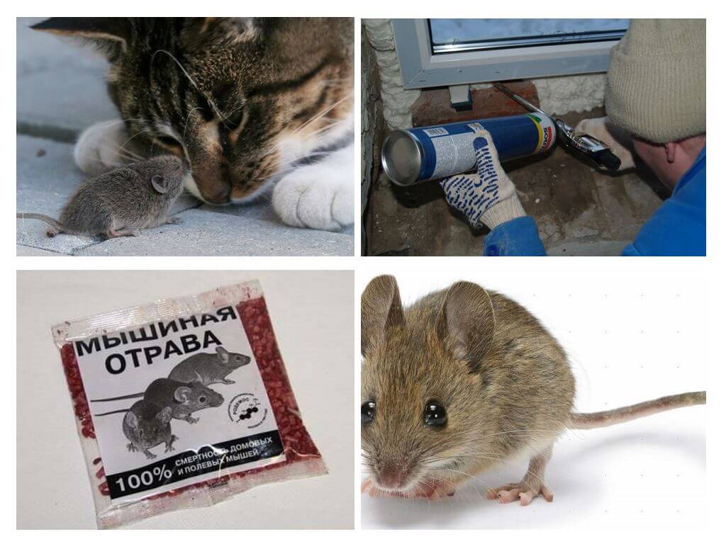 Souris de combat