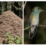 Lutte antiparasitaire