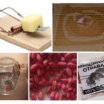 Lutte antiparasitaire