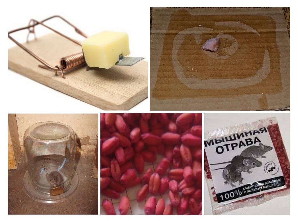 Lutte antiparasitaire