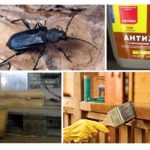 Lutte contre le dendroctone