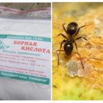 Acide borique de fourmis