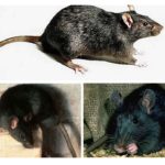 Rat noir