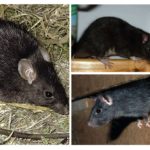 Rat noir