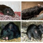 Rat noir