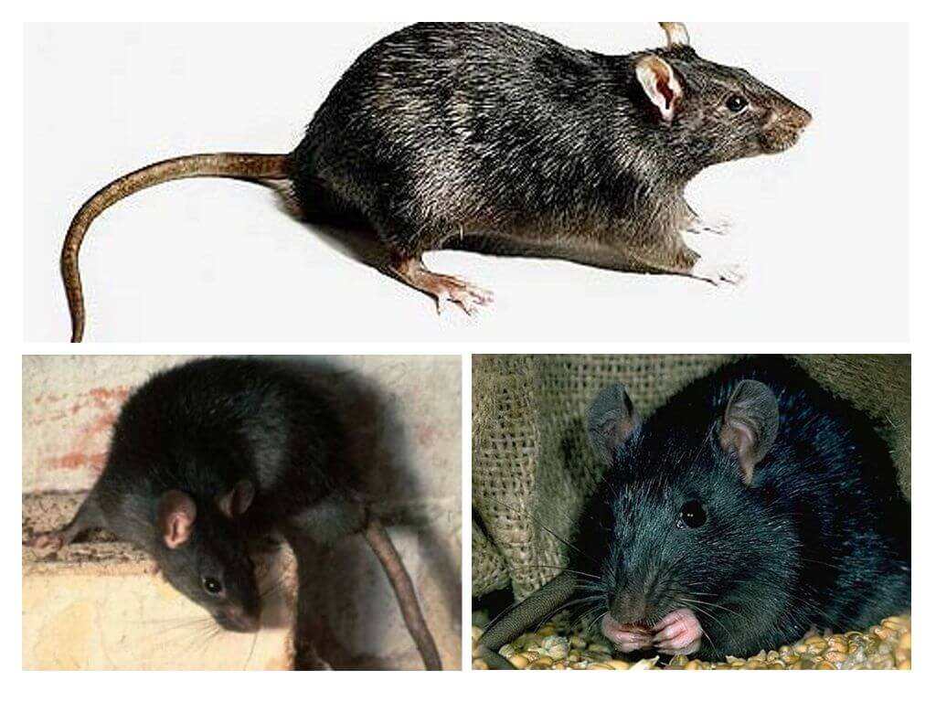 Rat noir