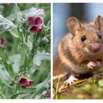 Herbe de rongeurs