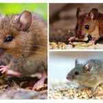 Que mangent les souris?