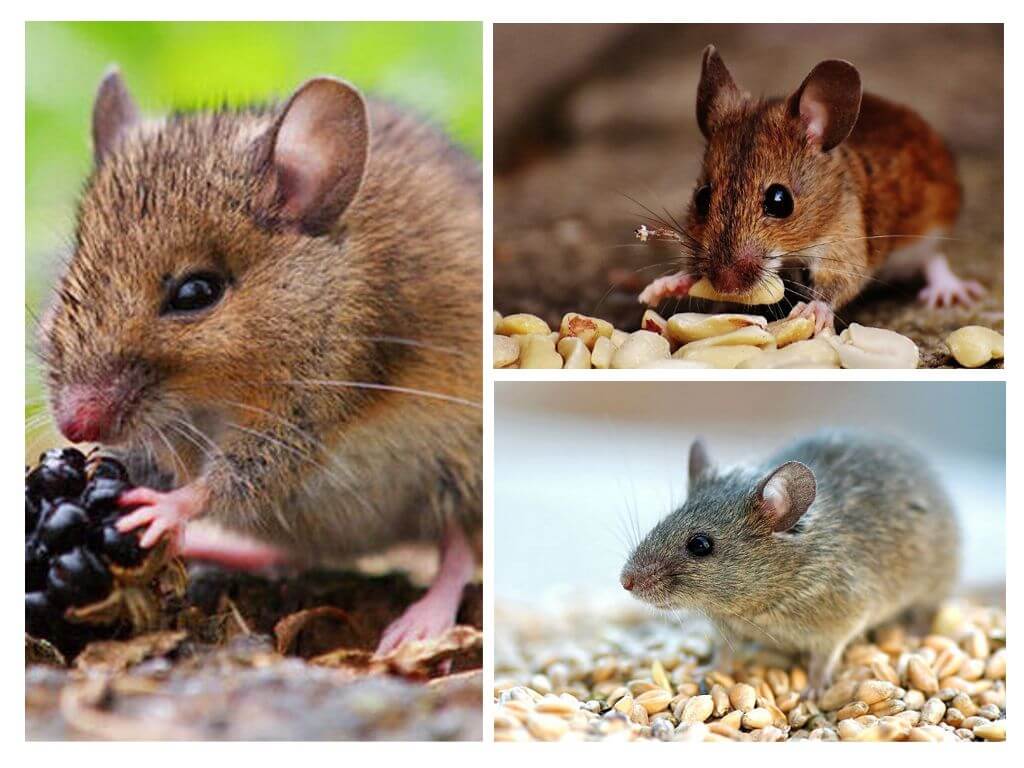 Que mangent les souris?