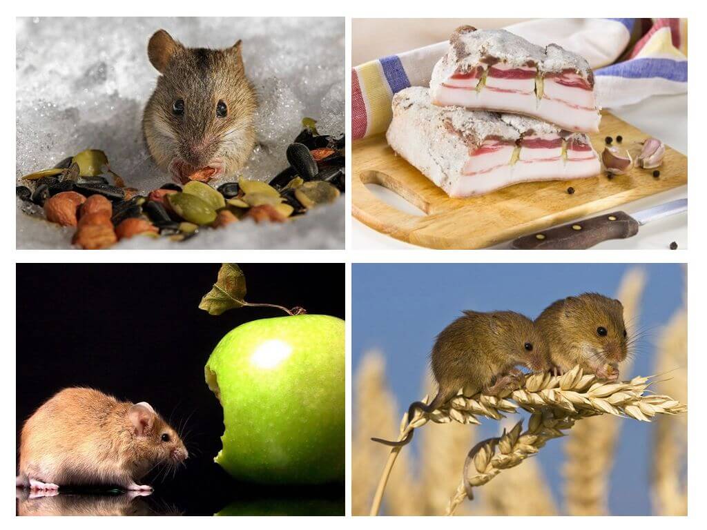 Que mange la souris?