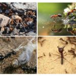Civilisation de fourmis