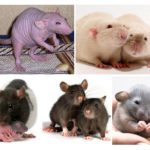 Rats décoratifs