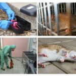 Extermination de rats et de souris