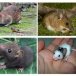 Cubs rats et souris