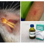 Désinfection par morsure