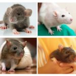 Animaux domestiques