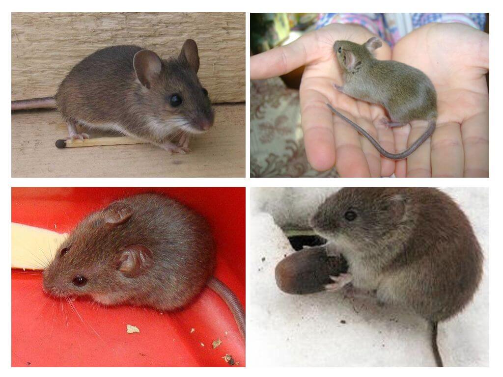 Souris domestique