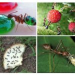 Nourriture pour les fourmis