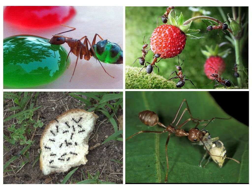 Nourriture pour les fourmis