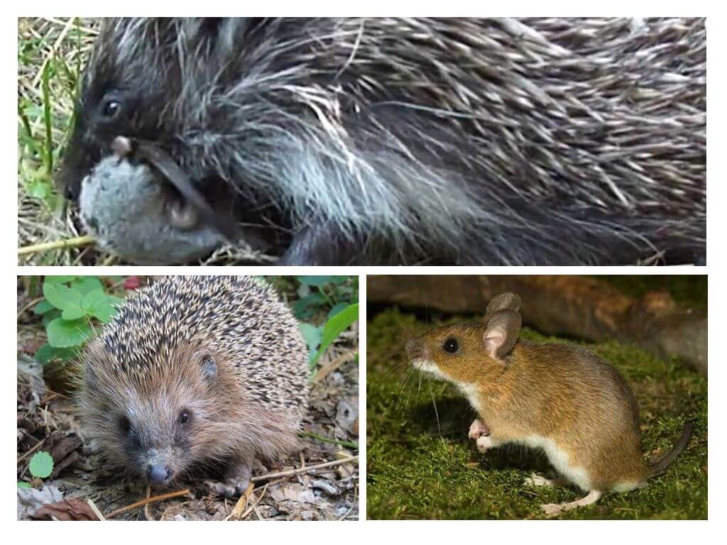 Hérissons et souris