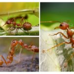 Fonctions des membres d'insectes