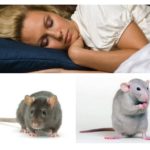 Les souris et les rats rêvent