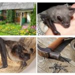 Supprimer les chauves-souris du site