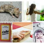 Débarrassez-vous de l'odeur d'un rat mort