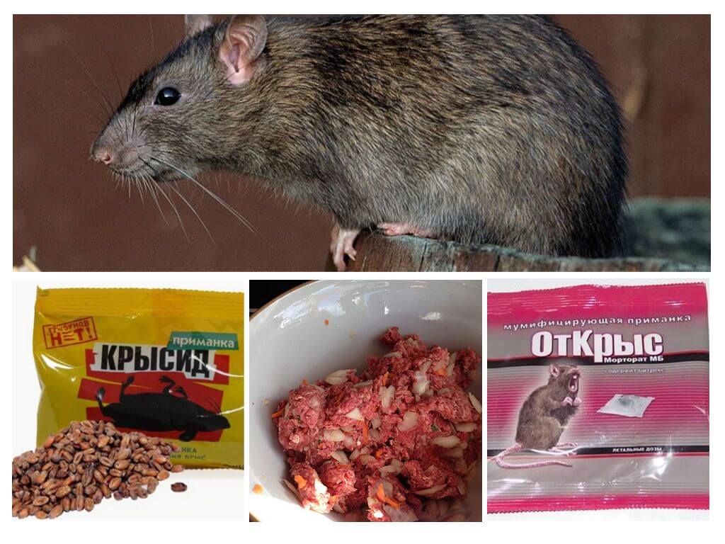 Produits chimiques de rat